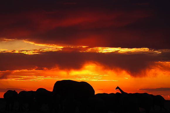 Sunset - Nxai Pan