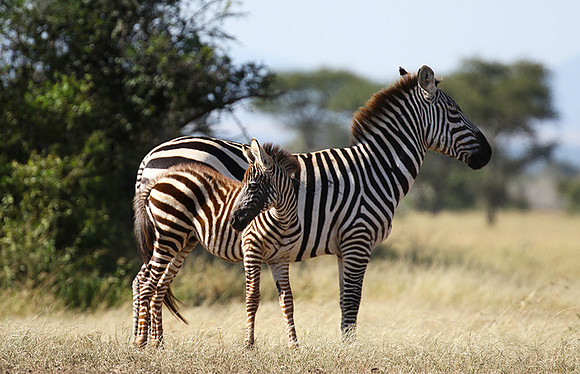 Serengeti - Grumeti Private Reserve