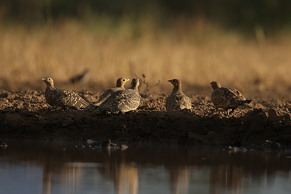 Chestnut-bellied sandgrouse - Shompole