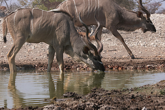 Onguma Private Reserve