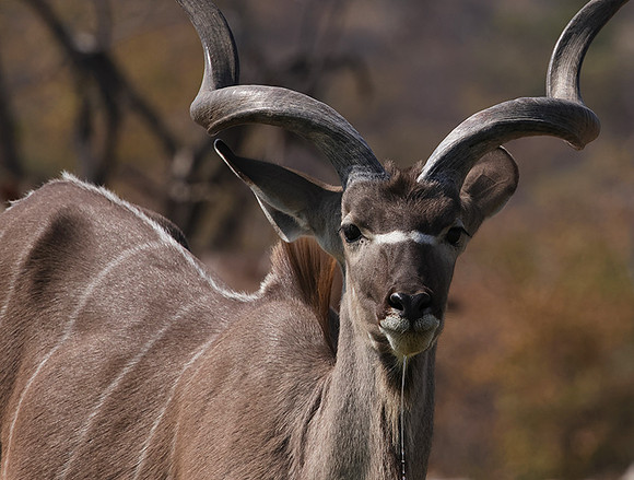 Onguma Private Reserve