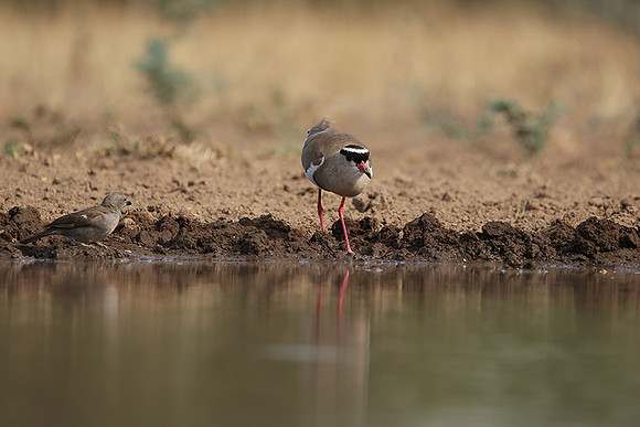 Crowned lapwing - Shompole