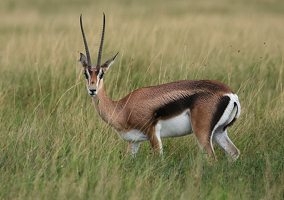 Borana