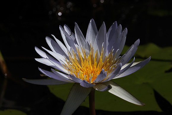 Lotus flowers - Botswana