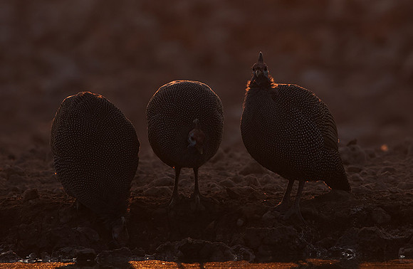 Helmeted guineafowl - Ongava Private Reserve