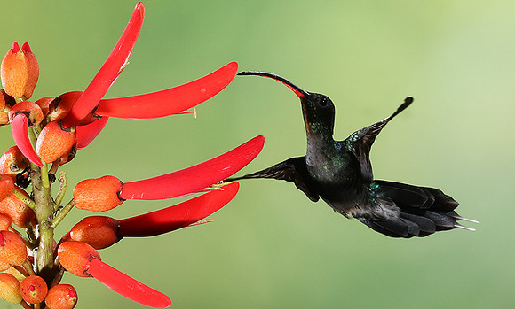 Green hermit