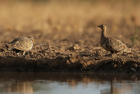 Black-faced sangrouses - Shompole