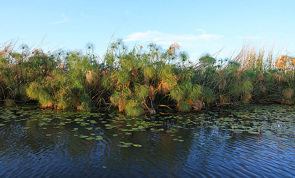 Delta of Okavango