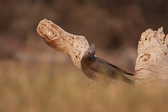Goaway bird - Onguma Private Reserve