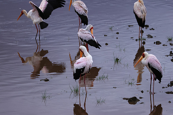Yellow-billes storks - Lake Nakuru