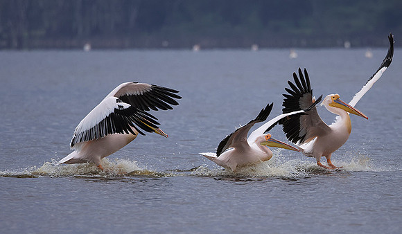 Lake Nakuru