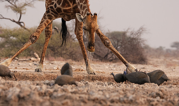 Onguma Private Reserve