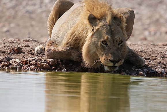 Ongava Private Reserve