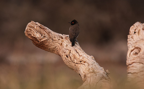 African red-eyed bulbul - Onguma Private Reserve