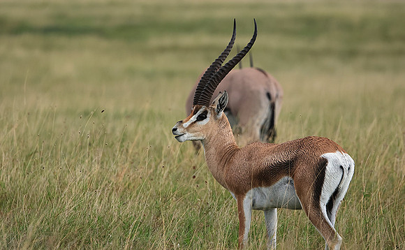 Borana