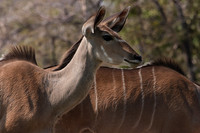 Onguma Private Reserve