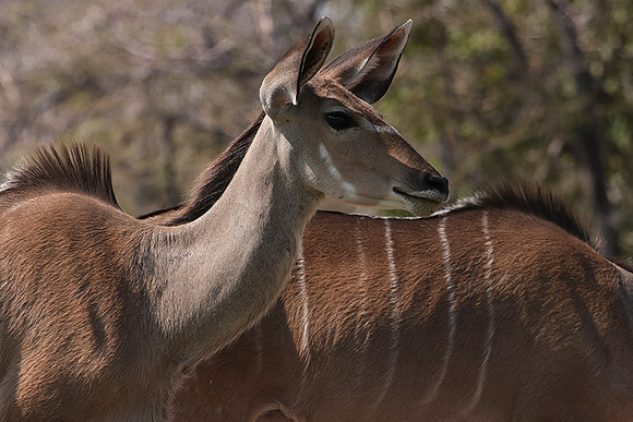 Onguma Private Reserve