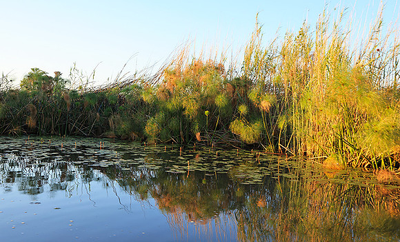 Delta of Okavango