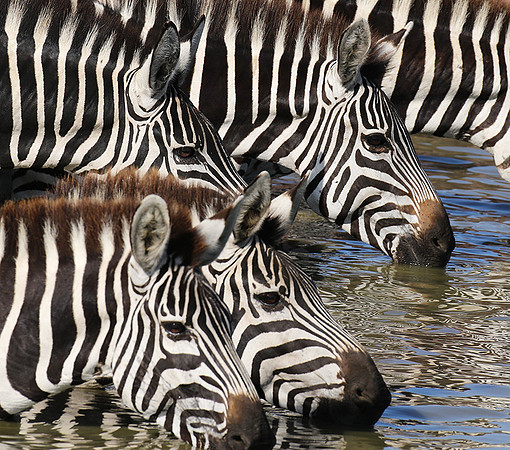 Serengeti - Grumeti Private Reserve
