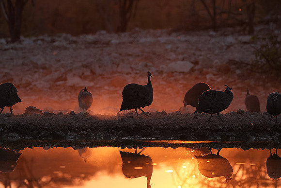 Helmeted guineafowl - Ongava Private Reserve
