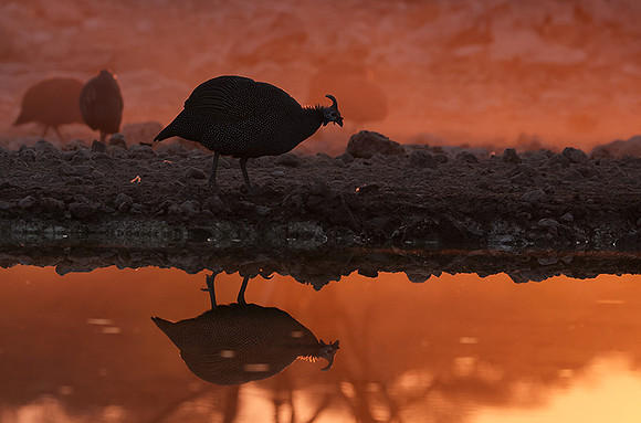 Helmeted guineafowl - Ongava Private Reserve