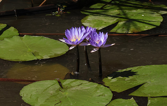 Lotus flowers - Botswana