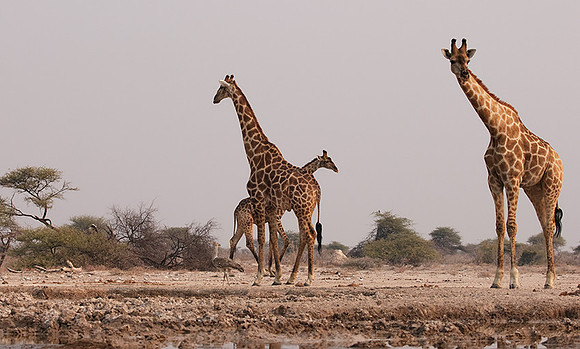 Onguma Private Reserve
