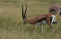 Borana