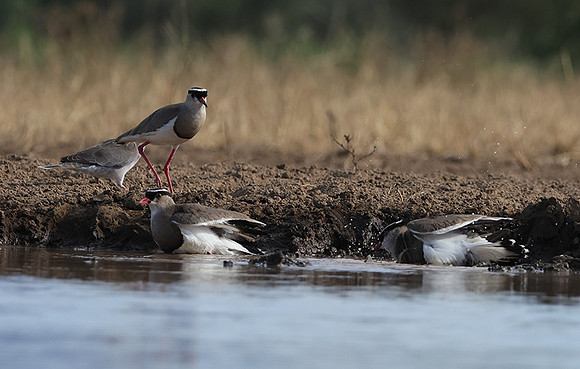 Crowned lapwing - Shompole