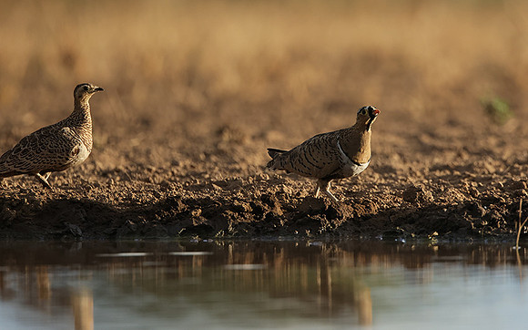 Black-faced sangrouses - Shompole