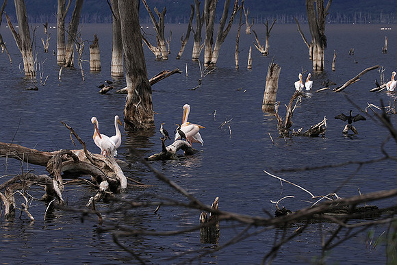 Lake Nakuru