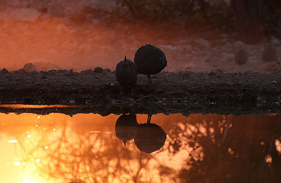 Helmeted guineafowl - Ongava Private Reserve