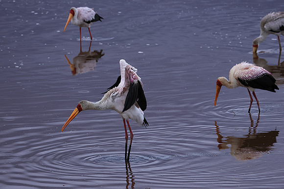 Yellow-billes storks - Lake Nakuru