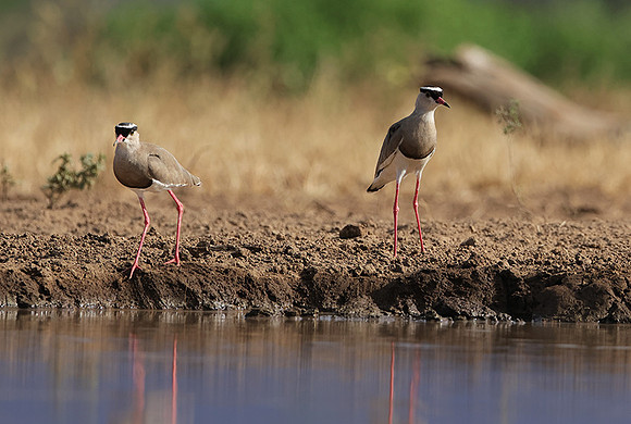 Crowned lapwing - Shompole
