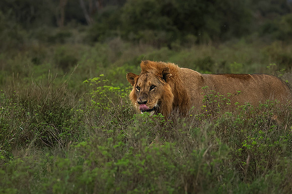 Nakuru