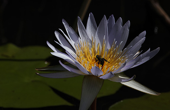 Lotus flowers - Botswana