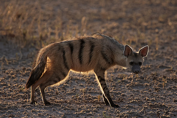 Nxai Pan