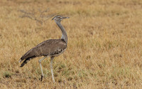 Kori bustard - Shompole