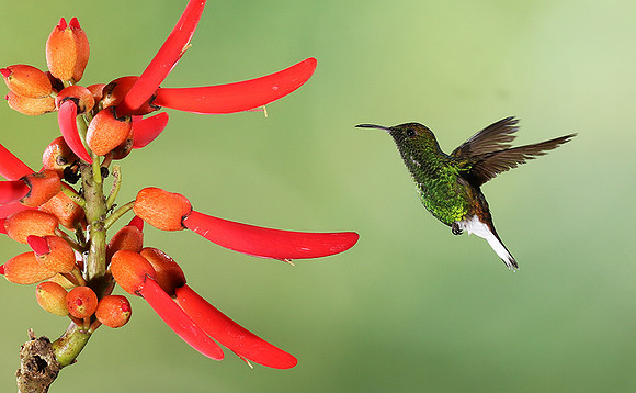 Coppery-headed emerald