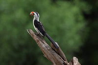 Von der Decken's hornbill