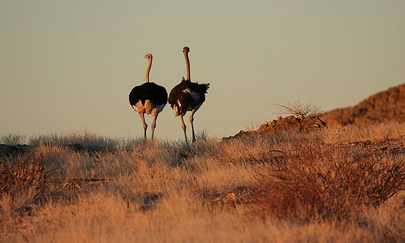 Damaraland