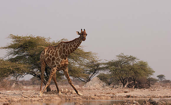 Onguma Private Reserve