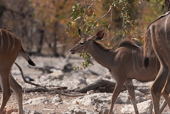 Onguma Private Reserve