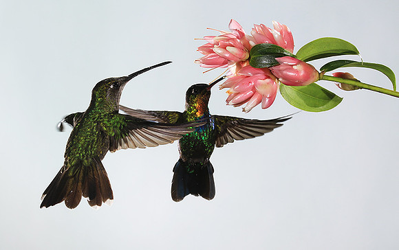 Fiery-throated humming bird & rivoli's hummingbird