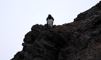 Martial eagle - Hoanib river bed