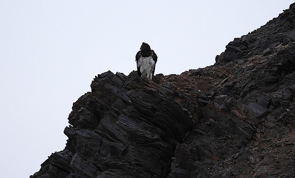Martial eagle - Hoanib river bed