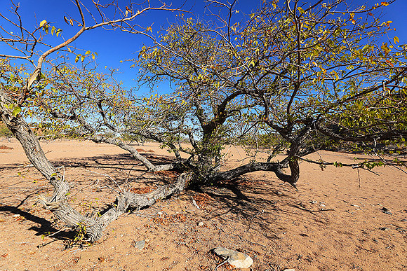 Damaraland