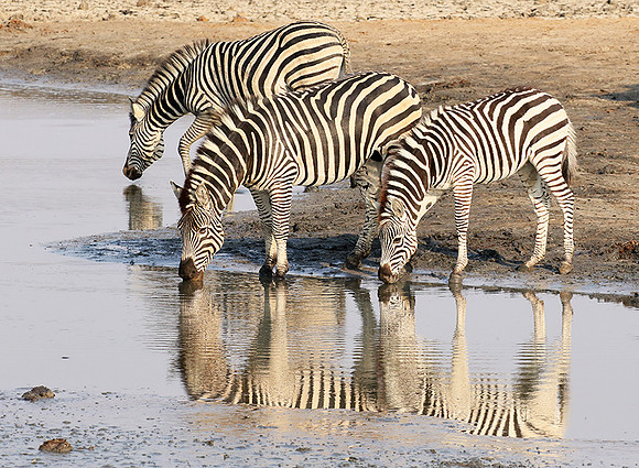 Hwange National Park