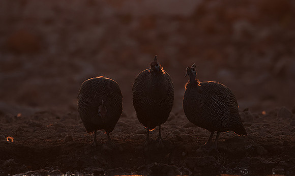 Helmeted guineafowl - Ongava Private Reserve