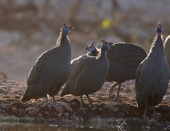 Helmeted guineafowl - Ongava Private Reserve